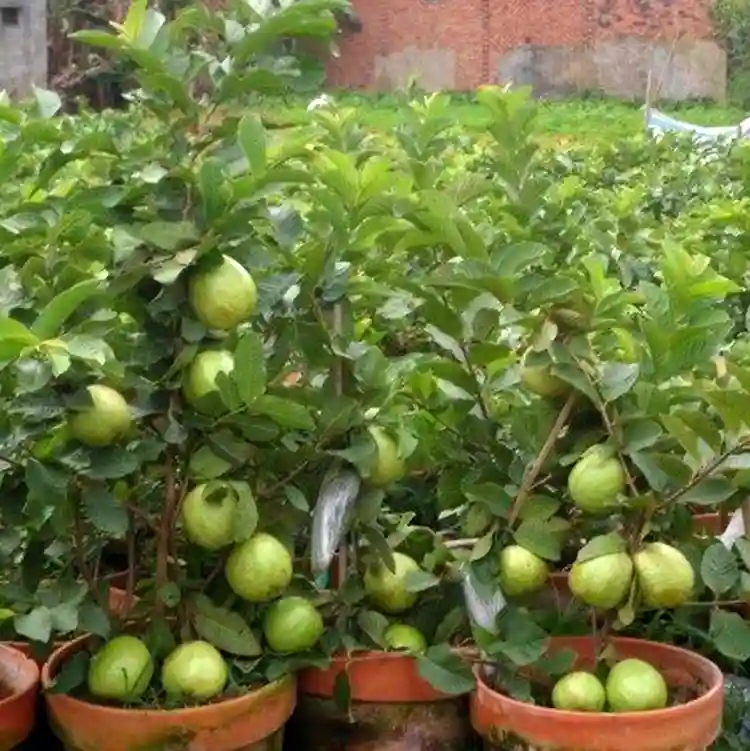 guava-plants