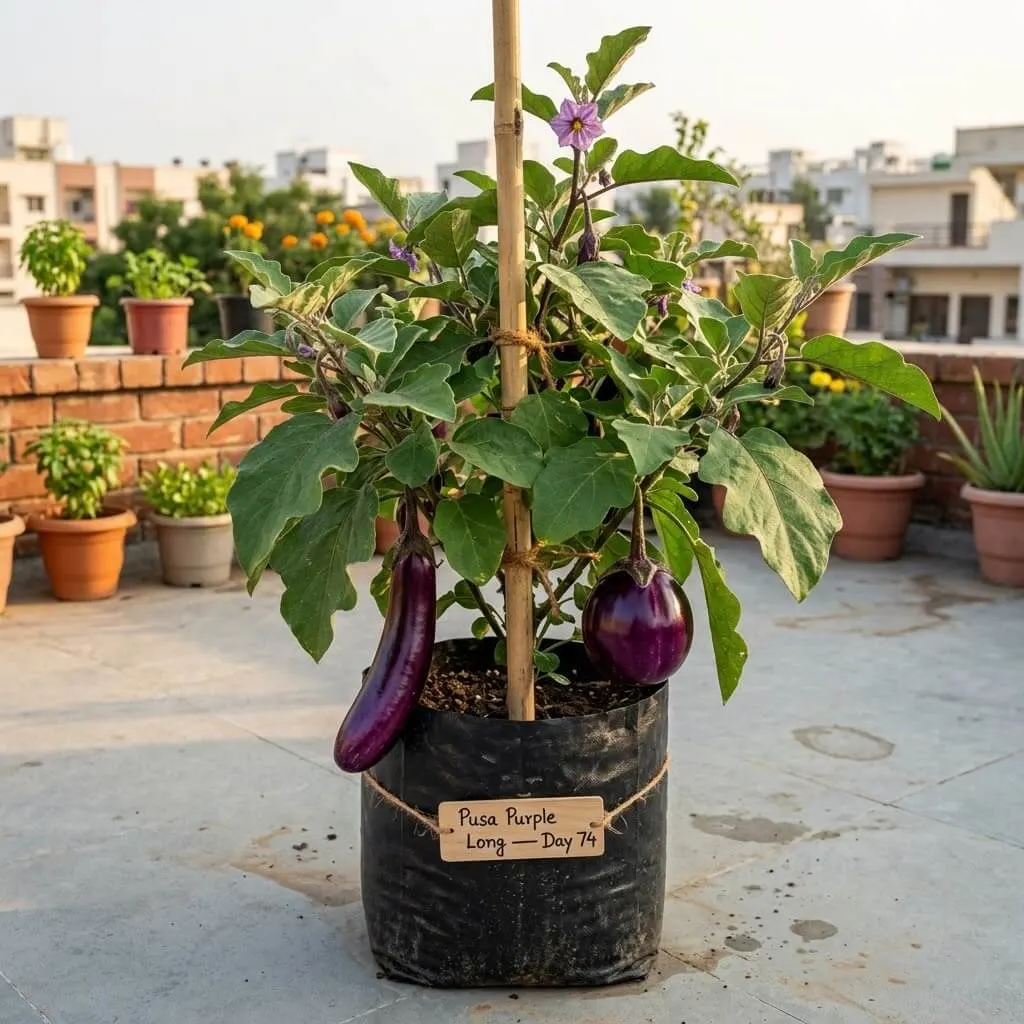 Bhindi okra plants in grow bags on Indian summer balcony showing green pods and yellow flowers
