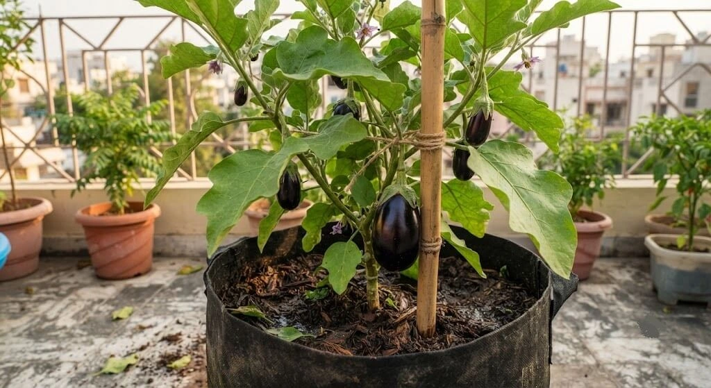 Baingan brinjal plant with glossy purple fruit in a grow bag