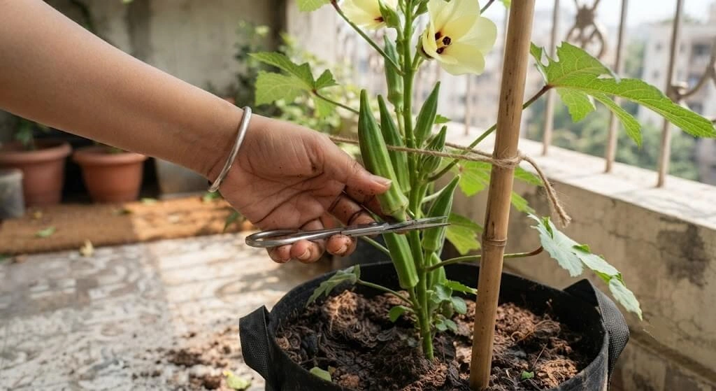 Harvesting fresh bhindi pods with scissors