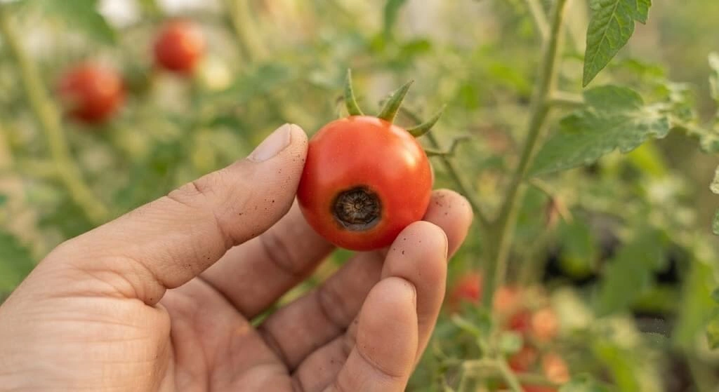 blossom end rot black spot cherry tomato fruit diagnosis