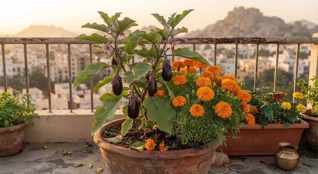 marigold brinjal companion planting nematode contro