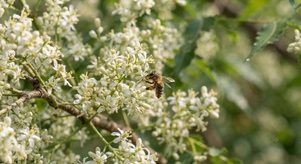 neem tree flowers attracting bees India garde