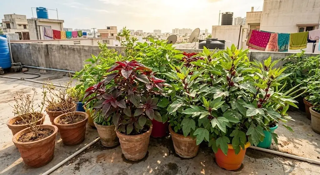 Amaranth and gongura red sorrel growing vigorously Indian summer apartment terrace non-bolting herb alternatives