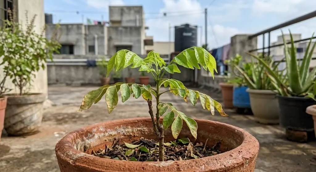 New healthy leaf growth emerging on container plant after soil TDS flush — judge salt stress recovery by new growth, not by already-damaged older leaves