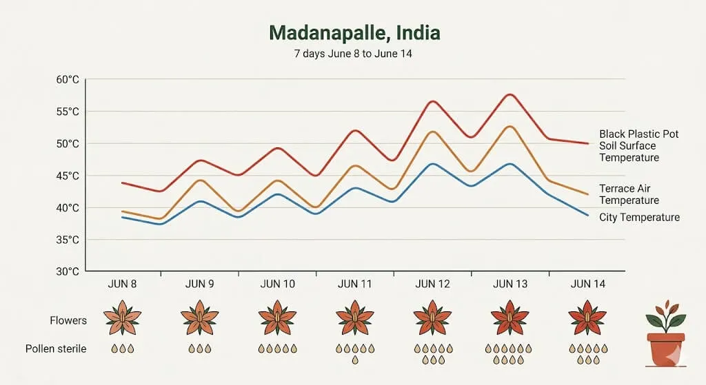Line chart showing city temperature versus terrace temperature versus flower drop during June 2022 Madanapalle heatwave