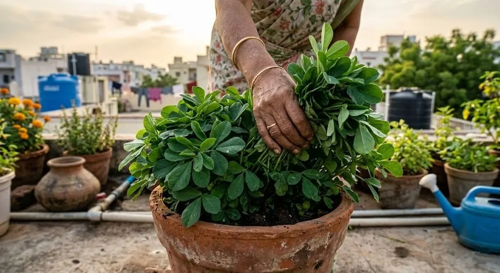 Lush dense methi harvest from 6-inch terracotta container peak vegetative stage before bolting Indian morning
