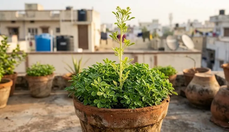 Methi Bolting in Indian Summer