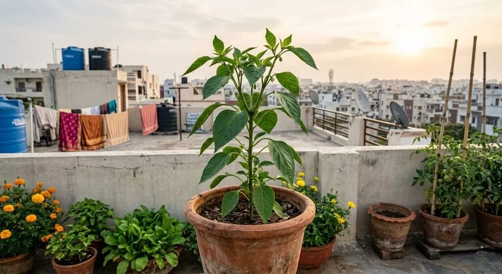 Container capsicum plant showing root-bound recovery after emergency scoring with restored morning vigour and new leaf emergence at growing tip