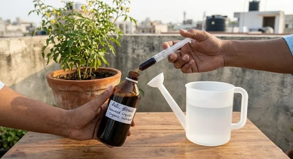 Seaweed extract being measured into watering can for heat stress drench on Indian balcony plants