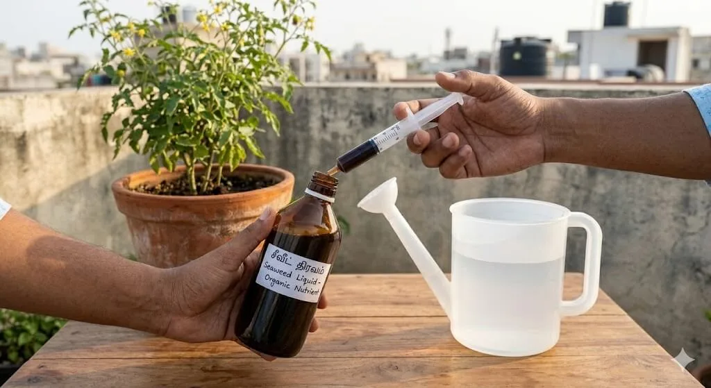 Seaweed extract being measured into watering can for heat stress drench on Indian balcony plants