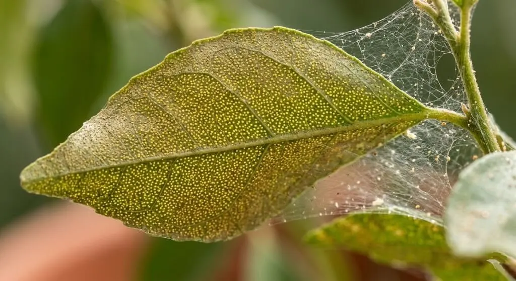 Spider mite damage showing hundreds of tiny yellow stippling dots and fine webbing on plant leaf in Indian summer garden