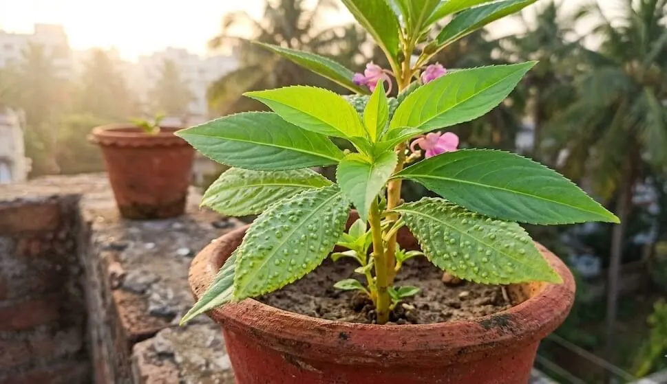 Container plant summer edema affected leaves retained showing green functional upper surface alongside smooth clean new growth growing tip Indian terrace