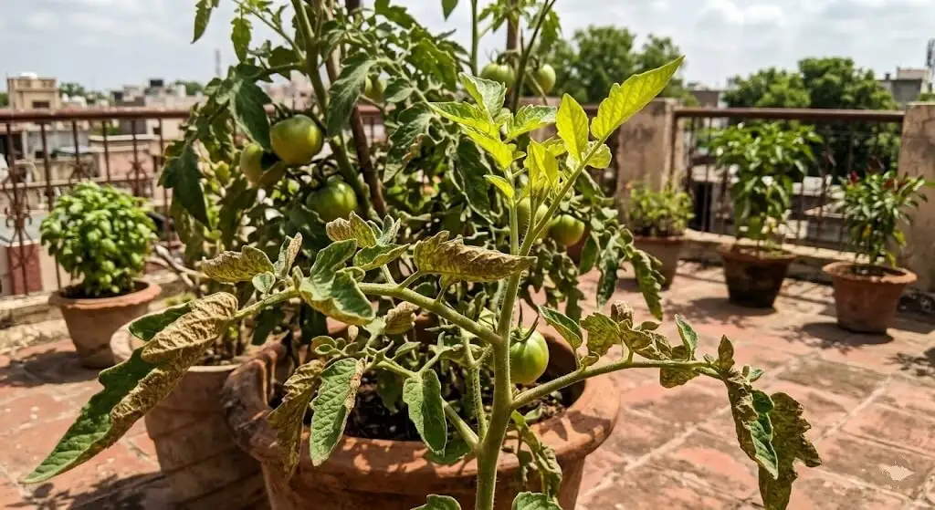 Tomato plant Indian terrace showing summer edema affecting all mature leaves simultaneously while growing tip new leaves remain completely smooth