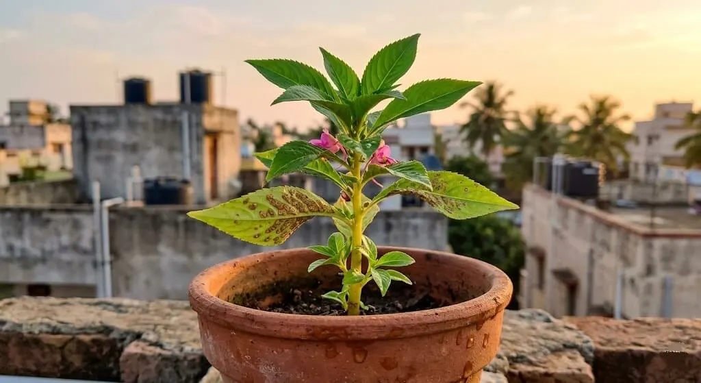 Container plant summer edema recovery smooth healthy new leaves emerging at growing tip after morning watering schedule shift Indian terrace