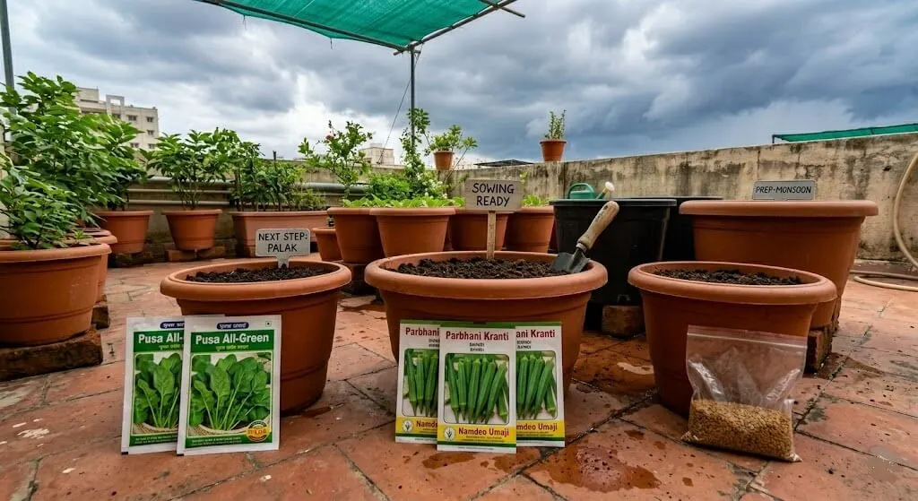 Three small groups of seed packets arranged on a terrace: Pusa All-Green palak seeds, Parbhani Kranti bhindi seeds, methi seeds (from kirana store). Beside each: an 8-inch or 12-inch container with fresh soil ready for sowing. Simple, inviting, practical aesthetic showing the next step after pre-monsoon preparation.