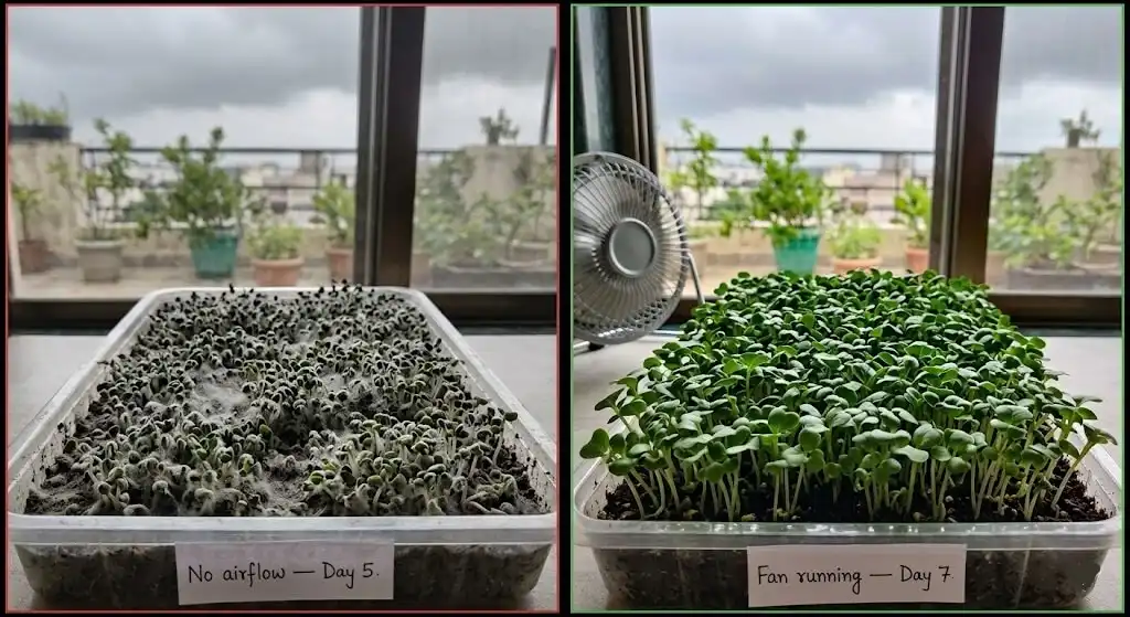microgreens mold problem India monsoon — before after fan airflow fix comparison