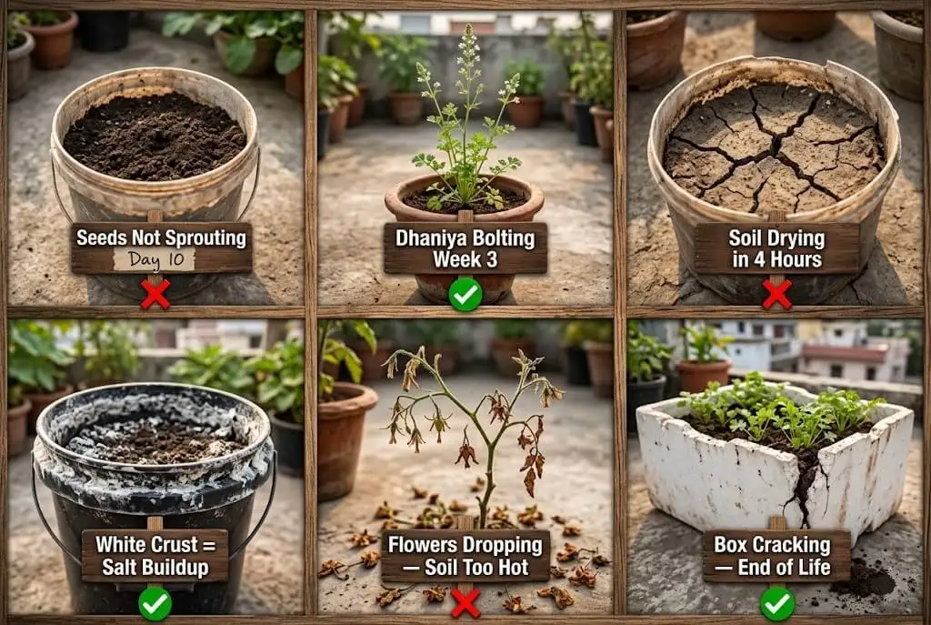 balcony vegetable garden diagnosis — seeds not germinating dhaniya bolting tamatar flower drop styrofoam crack India