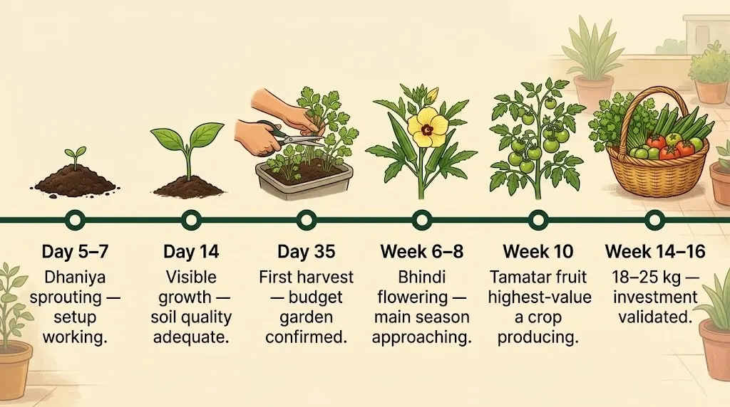 balcony vegetable garden India recovery timeline — dhaniya sprouting day 7 bhindi flowering week 6 tamatar fruit week 10