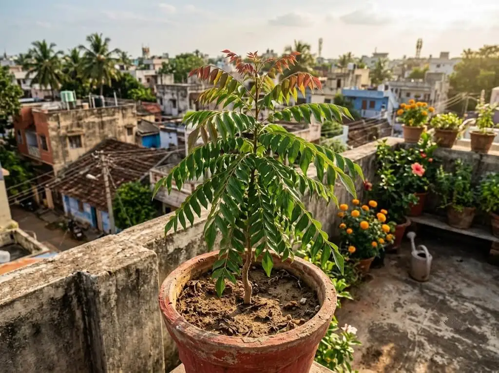 curry leaf kadi patta tree planted at south facing border of South Indian kitchen garden as companion windbreak