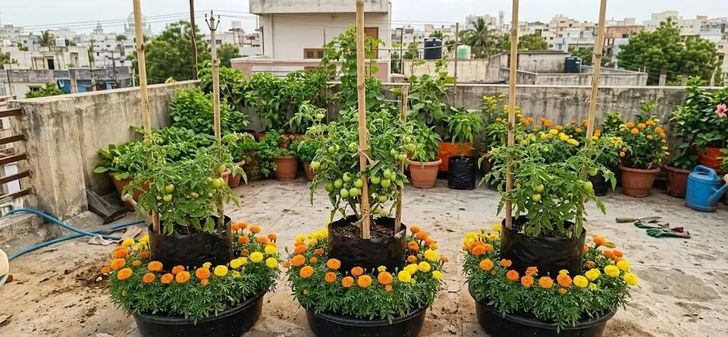 marigold planted around tomato containers for nematode and whitefly control companion planting India