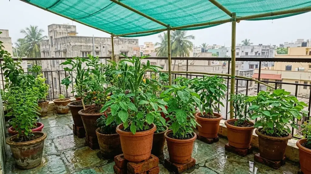 Monsoon balcony gardening India - drainage and root rot prevention