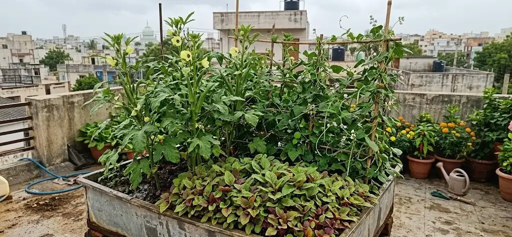 okra bhindi cowpea lobia amaranth chaulai Kharif companion trio Indian Three Sisters equivalent container bed