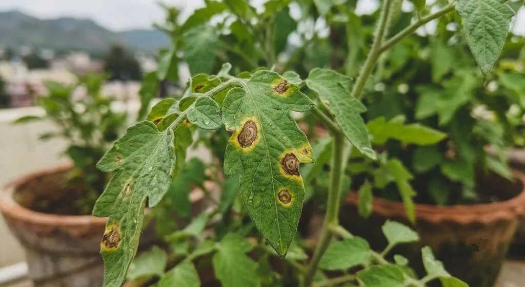 Fungal Leaf Spot Treatment Indian Monsoon