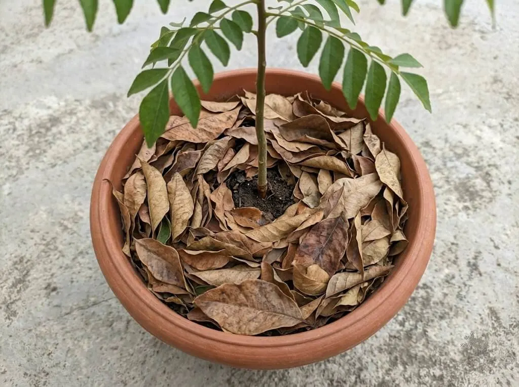 : mulch layer container plant moisture retention monsoon India