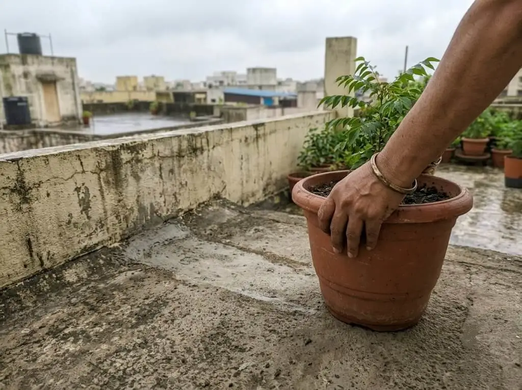 repositioning pot rain shadow terrace garden India monsoon